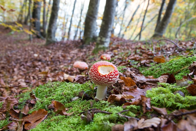 Paddenstoelen op het veld