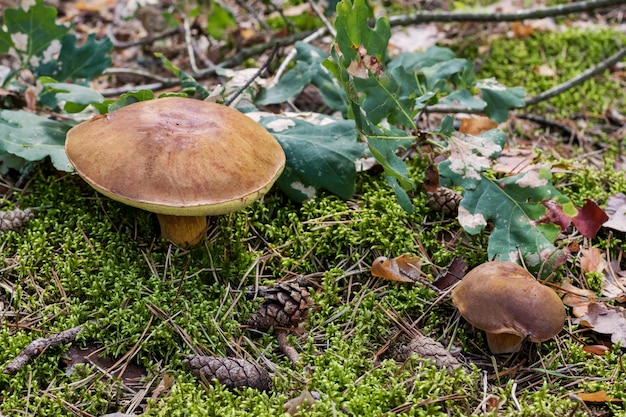 Paddenstoelen plukken.