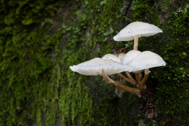 Paddenstoelenfamilie op dode bladeren en hout