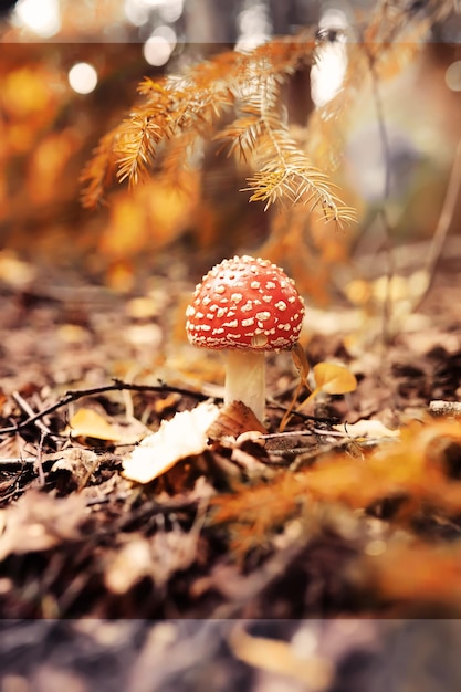 Foto paddenstoelenkappen tussen een stapel bruine bladeren op de bosbodem op een herfstdag in duitsland