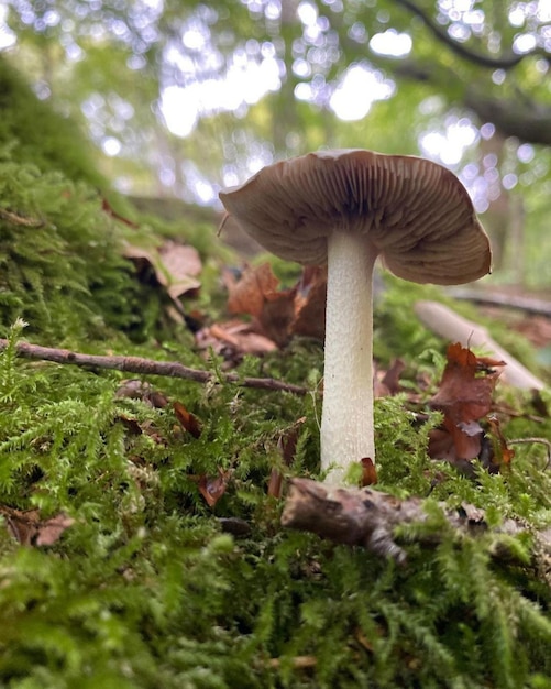 Paddenstoelenplant in natuurhoutbos