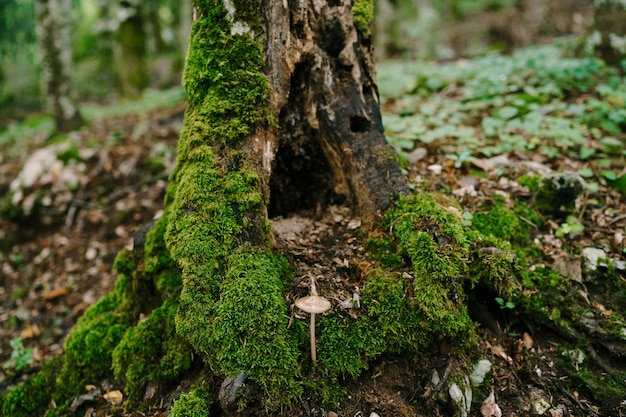 Paddenstoelpaddestoel dichtbij een rotte stomp begroeid met mos in het bos