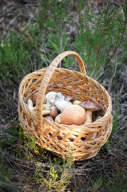 Paddestoel Boletus in rieten mand