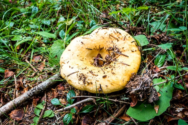 Paddestoel close-up weergave in een bergbos. Haute Savoie, Frankrijk