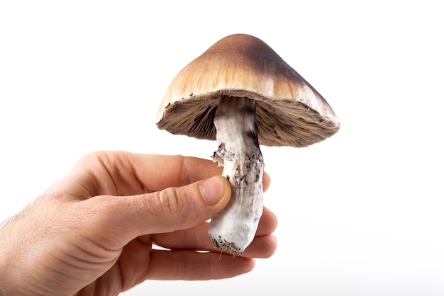 Paddestoel cubensis