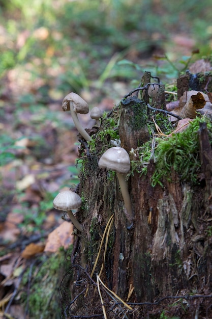 Paddestoel en mos op een boom. Paddestoelen op een oude stronk in het bos