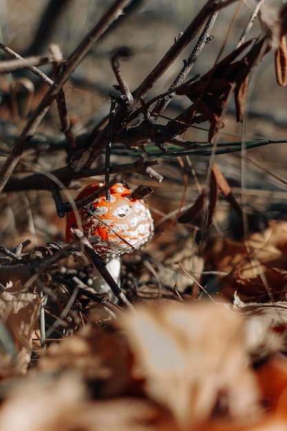 Paddestoel giftige Amanita muscaria groeit in het herfstbos