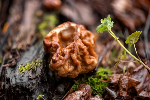 Paddestoel Gyromitra in het voorjaar bos tussen het mos en bladeren