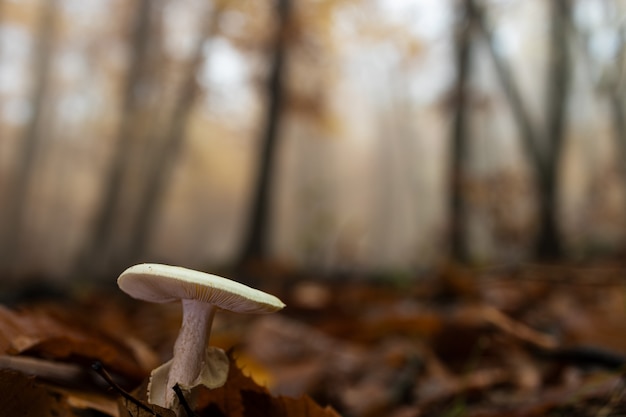 Paddestoel in een kastanjebos.