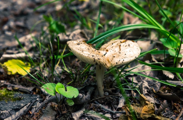 Paddestoel in gebladerte