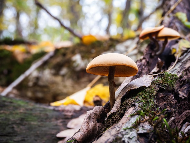 paddestoel in het bos