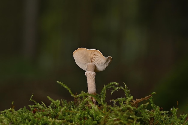 paddestoel in het bos