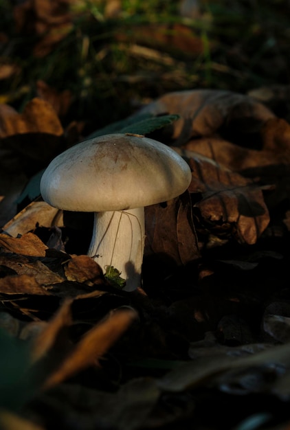 paddestoel in het bos