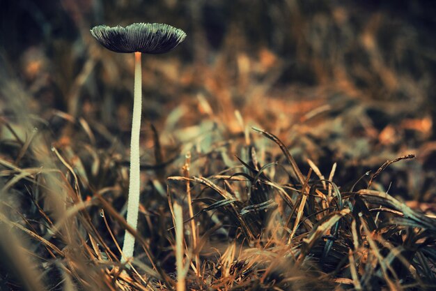 Paddestoel in het bos