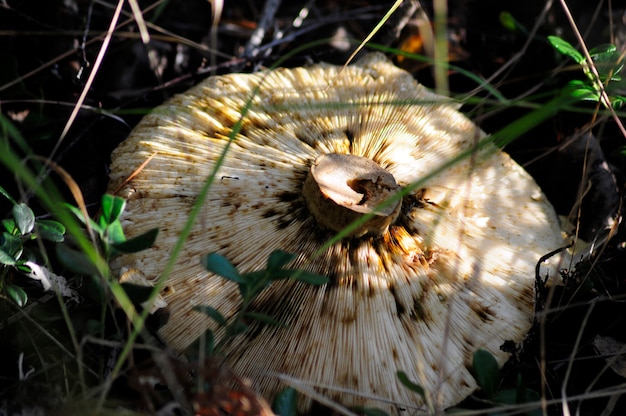 Paddestoel in het de herfstbos