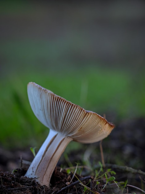 Foto paddestoel in het dennenbos