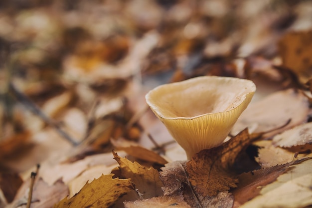 Paddestoel in het herfstbos