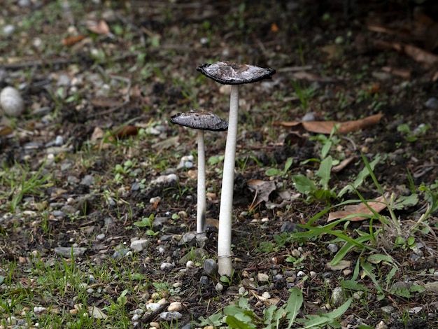 Paddestoel in natuurlijke omgeving