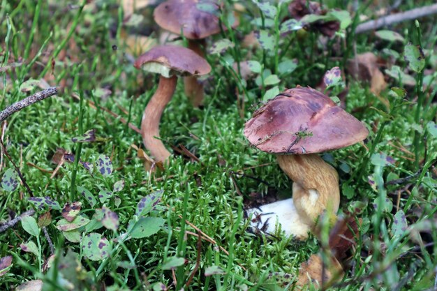 Paddestoel met een gebogen been op de achtergrond van andere paddestoelenclose-up