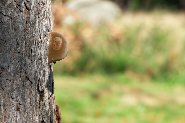 paddestoel op een boomschors in het park