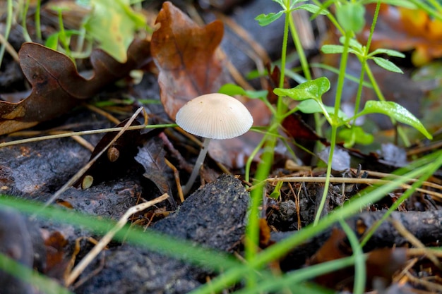 Paddestoel op een natuurlijke achtergrond. hoge kwaliteit foto