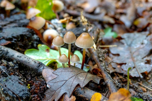 Paddestoel op een natuurlijke achtergrond. Hoge kwaliteit foto