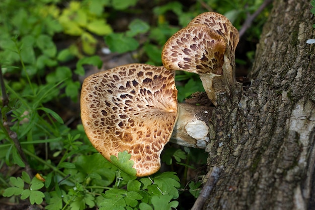 Paddestoel op het oude logboek