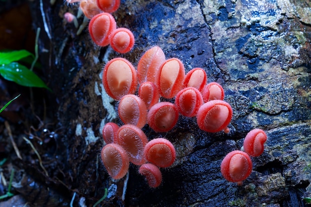 Paddestoel oranje paddestoelkop of champagnepaddestoel op vervalhout in het regenwoud.