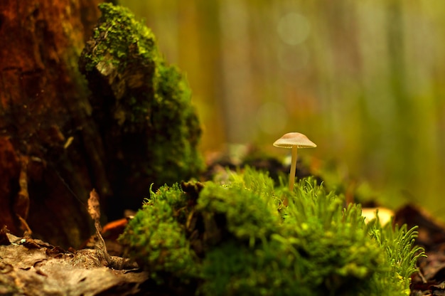 Paddestoel. paddestoelen in een mysterieuze donkere bos close-up