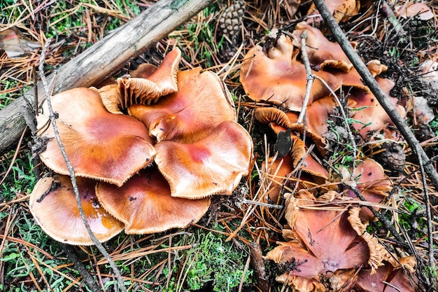 Paddestoel Tricholoma imbricatum close-up