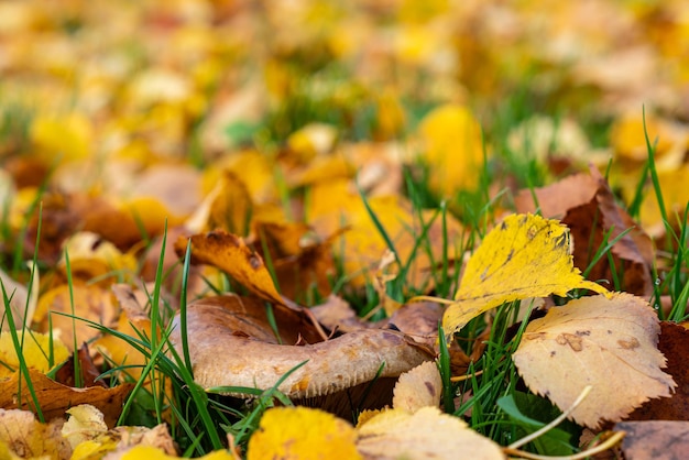 Paddestoel tussen groen gebladerte en gele herfstbladeren