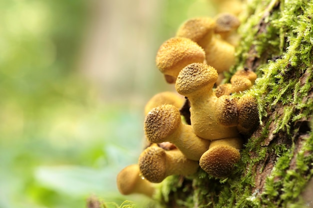 Paddestoelen die op een boomstam groeien met de bosachtergrond