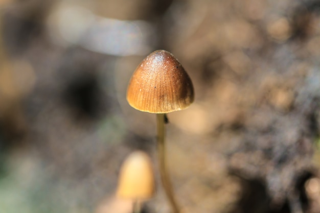 Paddestoelen die op een levende boom groeien