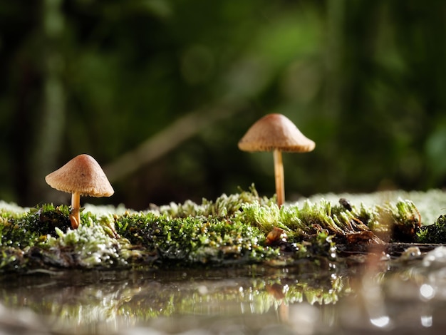 Paddestoelen die op mos groeien, worden weerspiegeld in het water Macrofotografie kopieerruimte