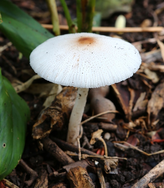 Paddestoelen gloeien