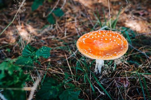 Paddestoelen groeien in het gras in het bos