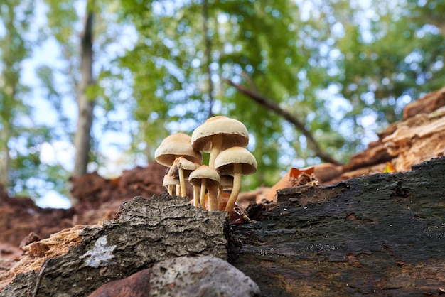 Paddestoelen groeien op een oude gedroogde boom.