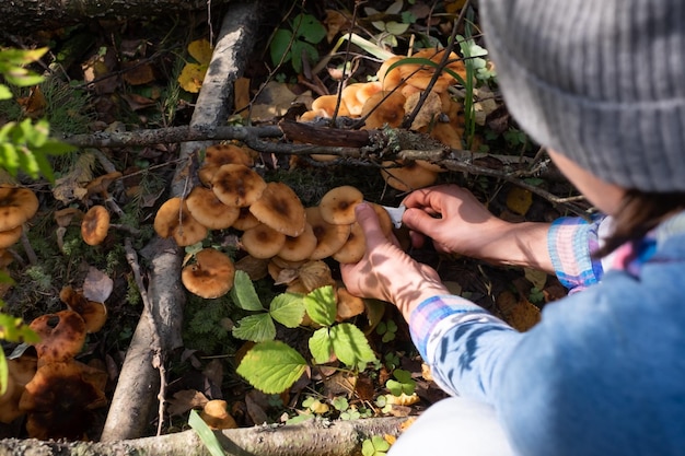 Foto paddestoelen honingzwammen groeien op de grond in het gras in het bos-rusland