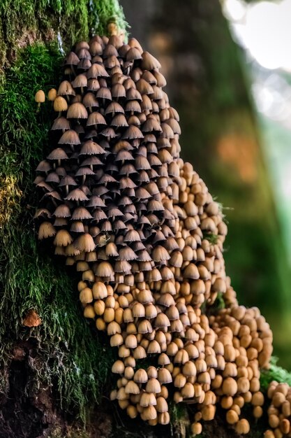 Foto paddestoelen in het bos bij het nationale park belovezhskaya pushcha wit-rusland