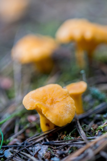 Paddestoelen in het bos. Cantharellen.