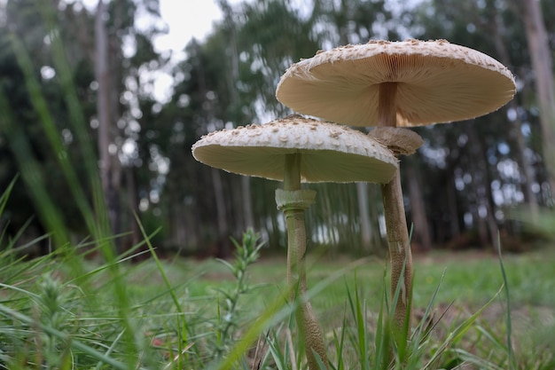 Foto paddestoelen in het bos. macrolepiota procera open met zichtbare ring