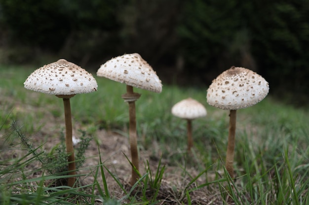 Foto paddestoelen in het bos. macrolepiota procera paddenstoelenset