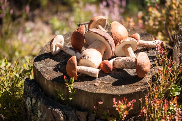 Paddestoelen in het bos op de stronk