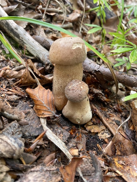 Paddestoelen in het bos