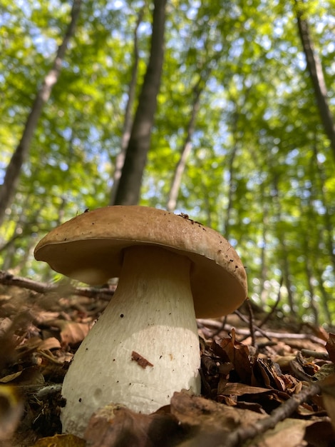 Paddestoelen in het bos