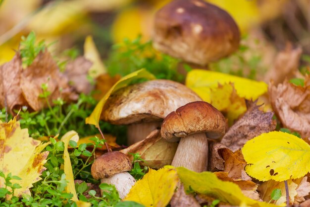 Paddestoelen in het de herfstbos