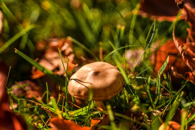 Paddestoelen in het gras in de herfst