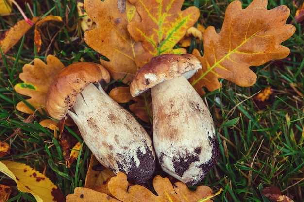 Foto paddestoelen in het herfstseizoen