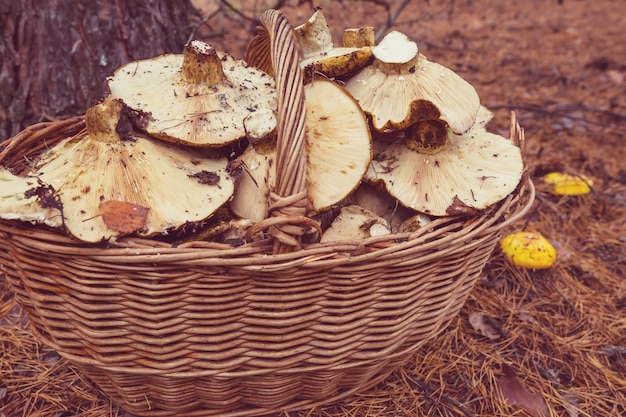 Paddestoelen in het herfstseizoen