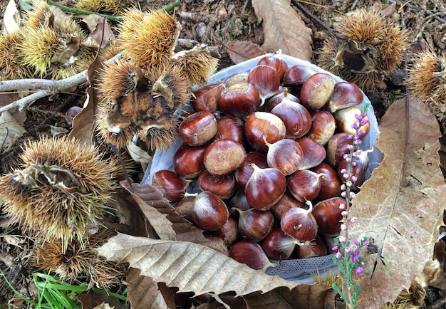 Paddestoelen in het Nederlandse bos dichtbij amsterdam in de herfst Nederland